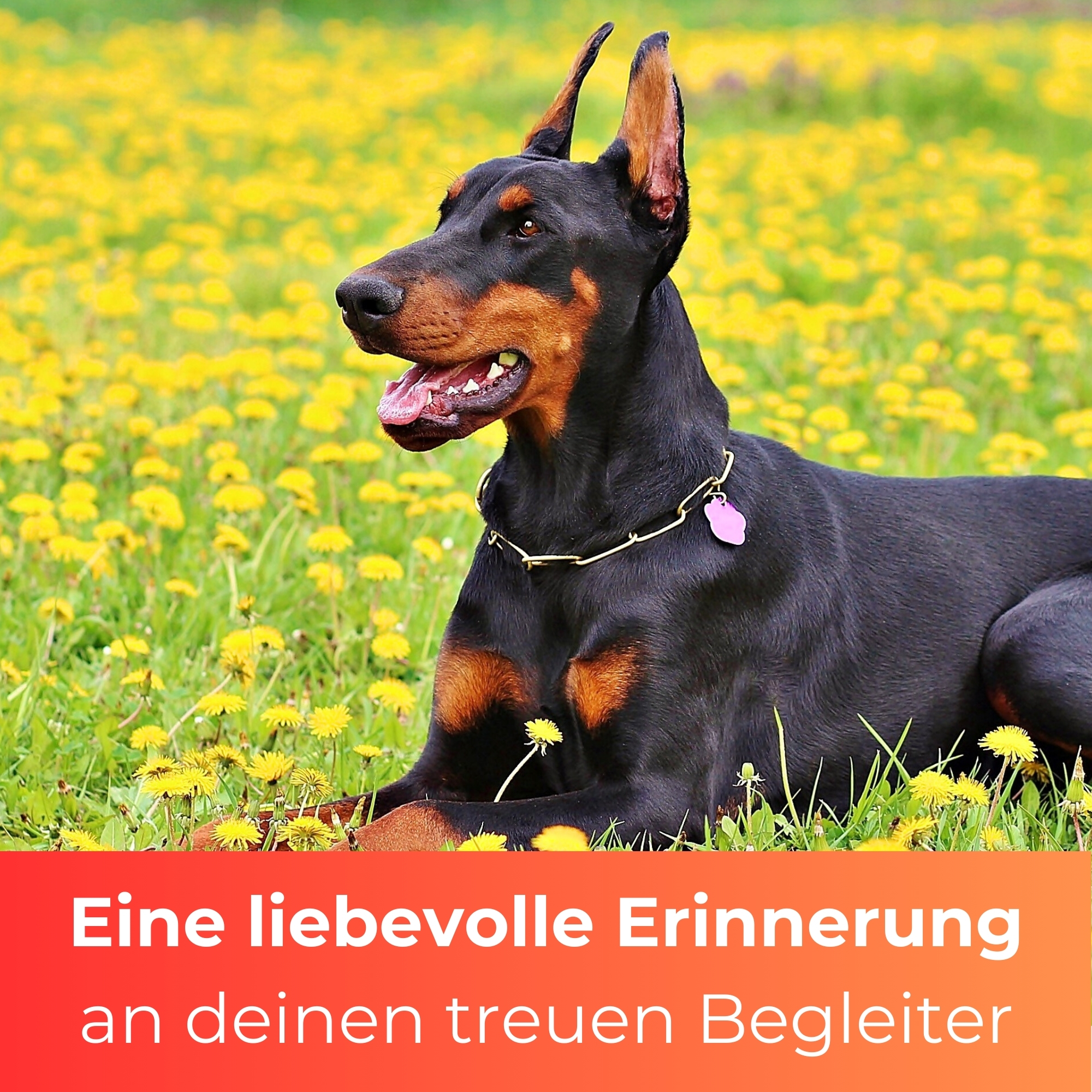 Personalisiertes Hunde Dobermann Grabherz mit Name – Grabschmuck mit Gravur | 13 cm Steinguss Herz | Andenken, Grabstein, wetterfest