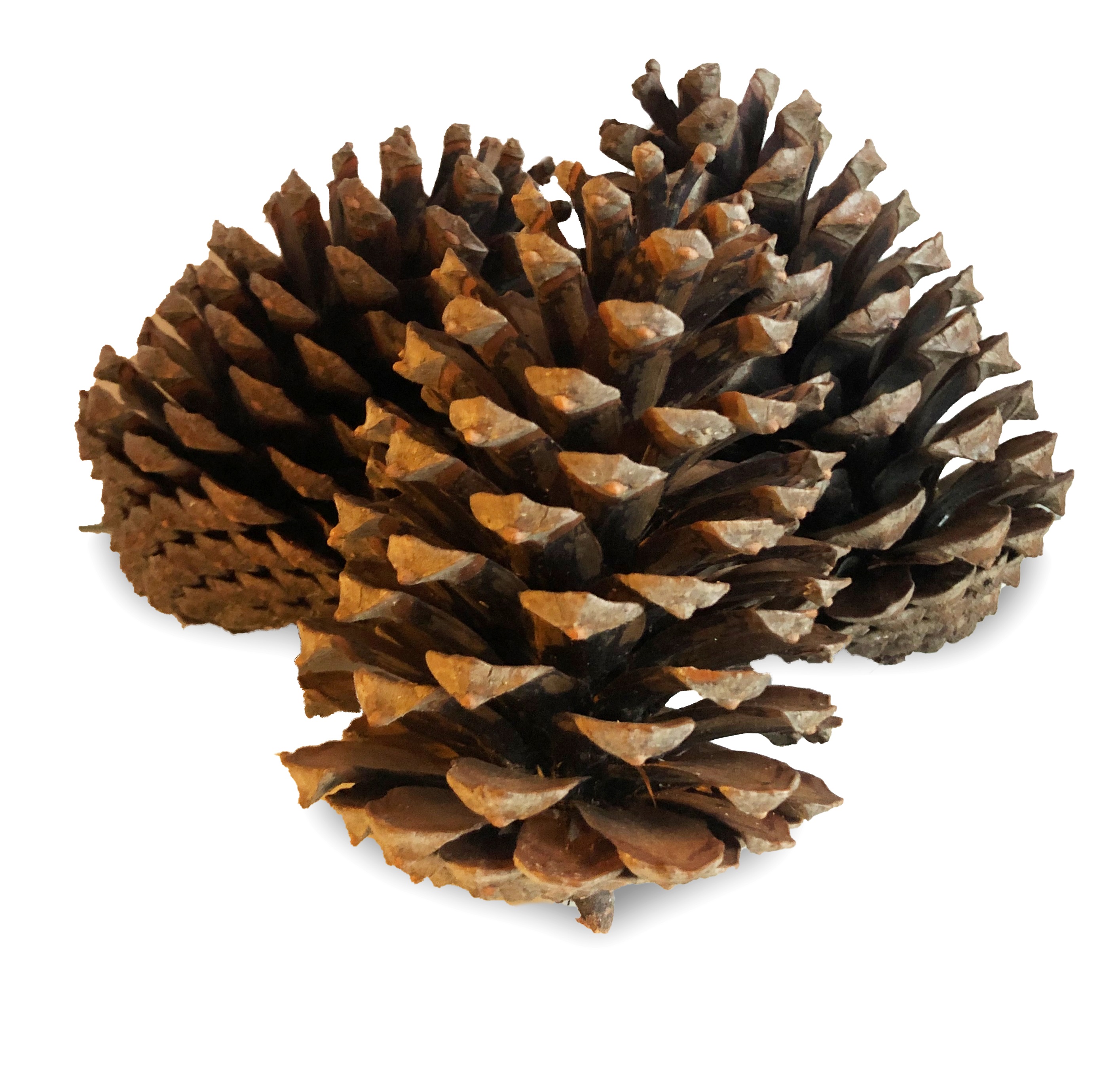 5 x XL Pinienzapfen Tannenzapfen Pinien Zapfen 14-18cm